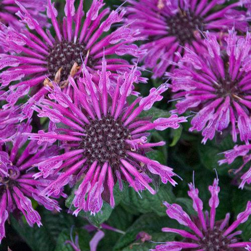 Monarda 'Leading Lady Plum' PP26,447  - PW® Leading Lady Plum Bee Balm