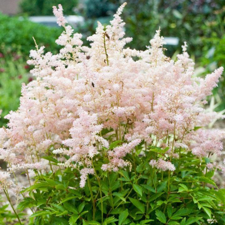 Astilbe 'Verssilvery Pink'  - Younique™ Silvery Pink Astilbe