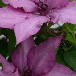 Clematis 'Evipo051'  - Giselle™ Clematis