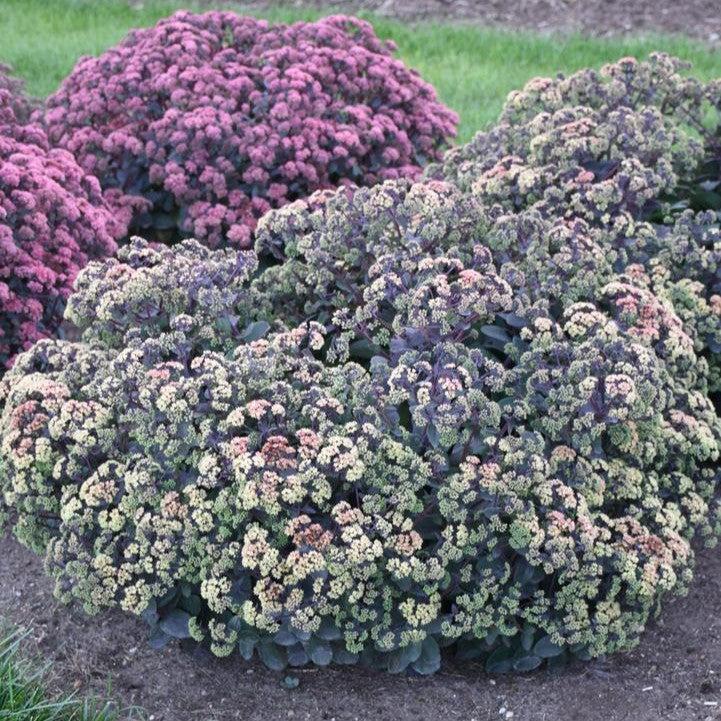Sedum x 'Night Light'  - Night Light Stonecrop