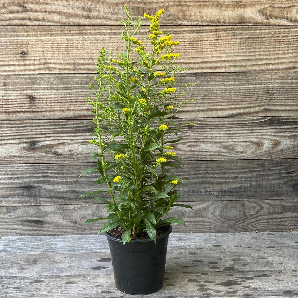 Solidago rugosa 'Fireworks'  - Fireworks Goldenrod