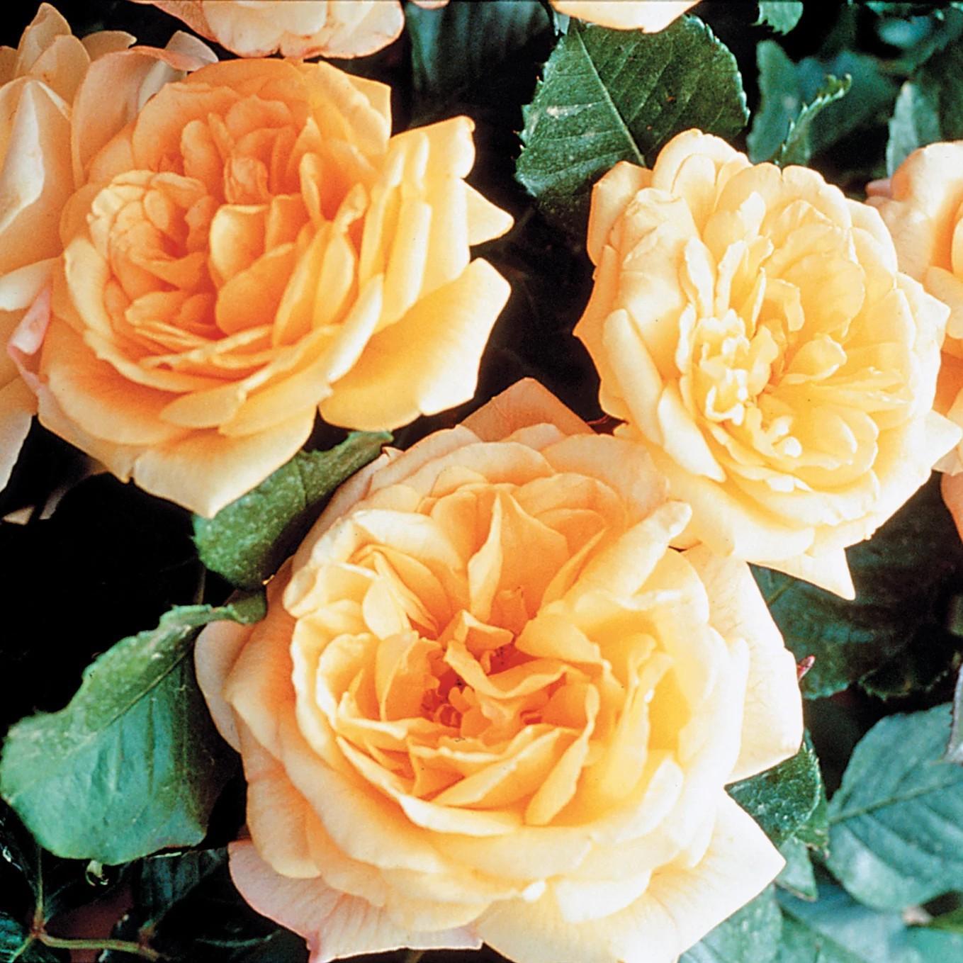 Rosa 'Meivaleir'  - Garden Sun™ Climbing Rose