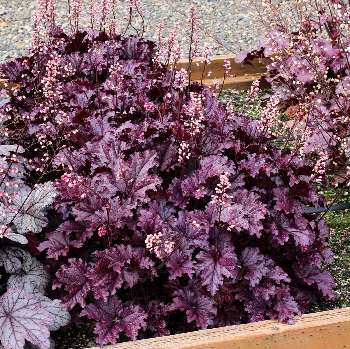 Heuchera x 'TNHEUFP'  - Forever® Purple Coral Bells