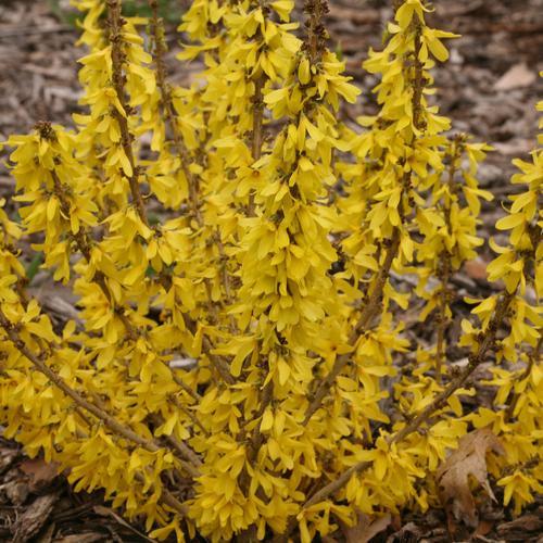 Forsythia x 'NIMBUS' USPP 23,838  - Show Off® Sugar Baby® Forsythia