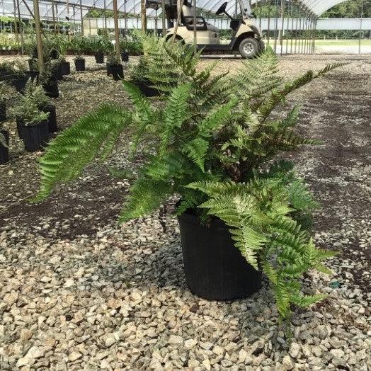 Dryopteris erythrosora 'Brilliance'  - Brilliance Autumn Fern