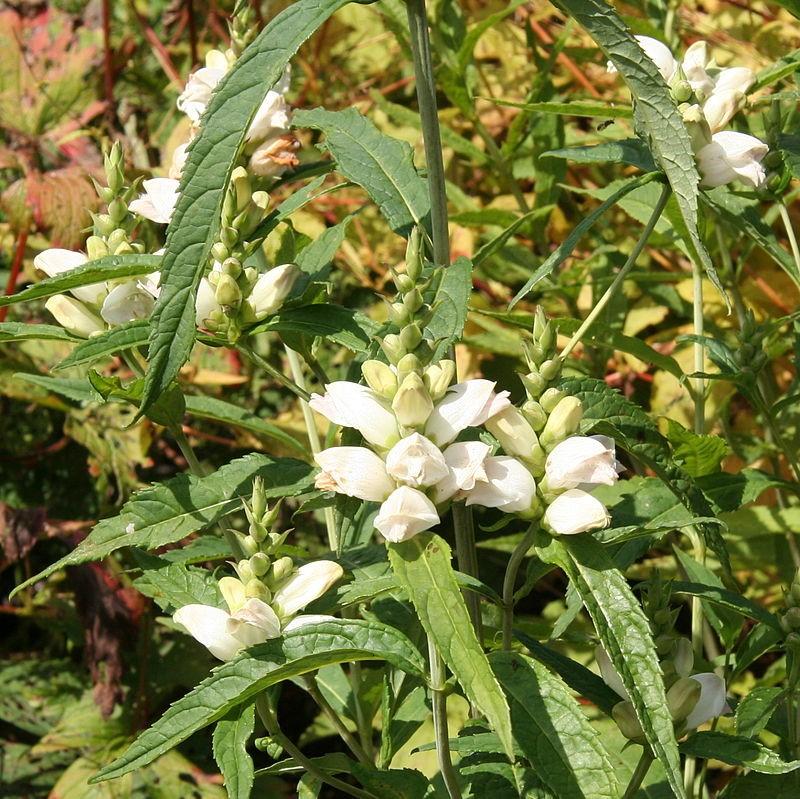 Chelone glabra  - White Turtlehead