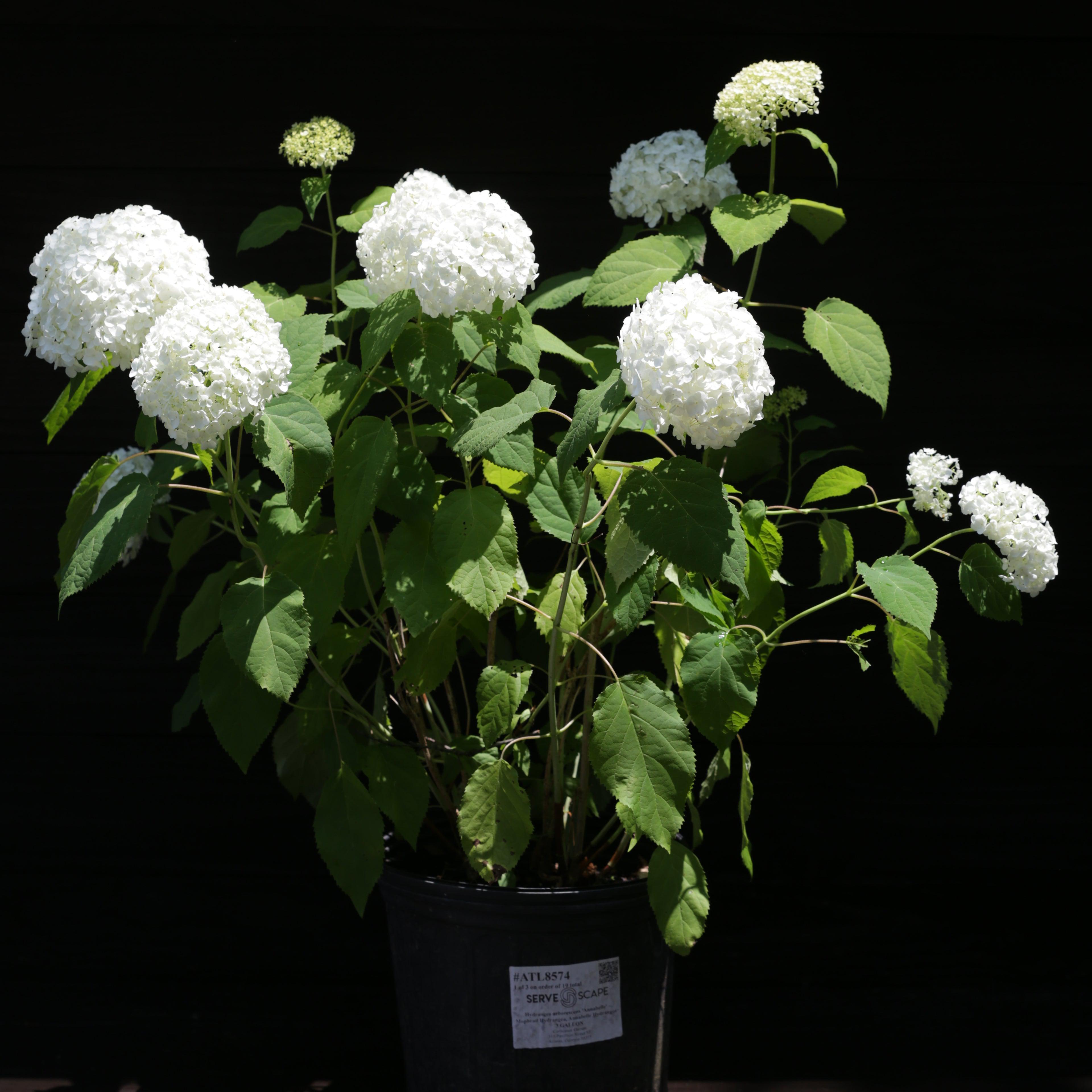 Hydrangea arborescens 'Annabelle'  - Mophead Hydrangea, Annabelle Hydrangea
