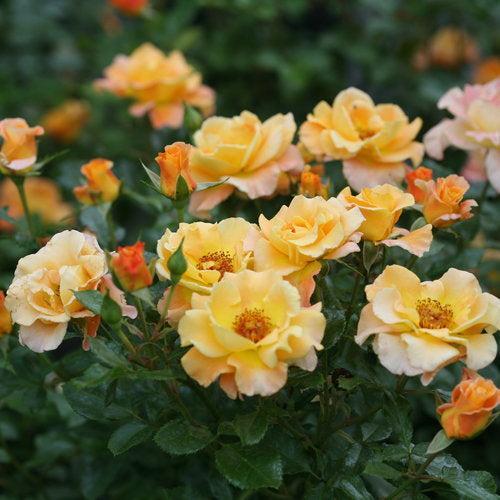 Rosa x 'CHEWGEWEST'  - Oso Easy® Suñorita® Rose