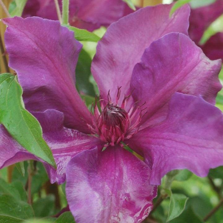 Clematis 'Evijo042'  - Fleur™ Clematis