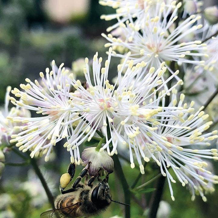 Thalictrum 'TNTNW'  - Nimbus™ White Meadow-Rue