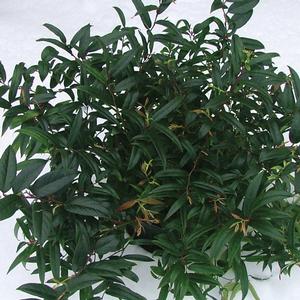 Leucothoe axillaris 'Squzam'  - Squirt™ Leucothoe